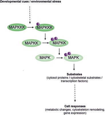 Mitogen-Activated Protein Kinase Cascades in Plant Hormone Signaling